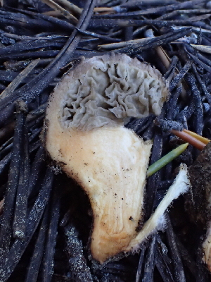  ( - HAY-F-007043)  @11 [ ] by-nc (2023) Dean Lyons Fungal Diversity Survey