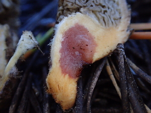  ( - HAY-F-007043)  @11 [ ] by-nc (2023) Dean Lyons Fungal Diversity Survey