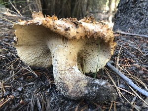  ( - HAY-F-007034)  @11 [ ] by-nc (2023) Dean Lyons Fungal Diversity Survey