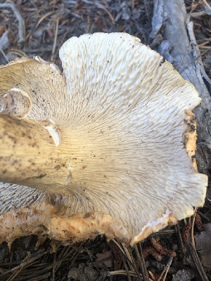  ( - HAY-F-007034)  @11 [ ] by-nc (2023) Dean Lyons Fungal Diversity Survey