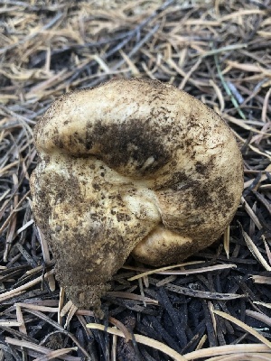  ( - HAY-F-006993)  @11 [ ] by-nc (2023) Dean Lyons Fungal Diversity Survey