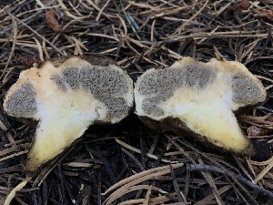 ( - HAY-F-006993)  @11 [ ] by-nc (2023) Dean Lyons Fungal Diversity Survey