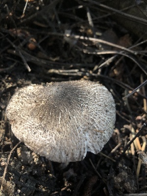  ( - HAY-F-006994)  @11 [ ] by-nc (2023) Dean Lyons Fungal Diversity Survey