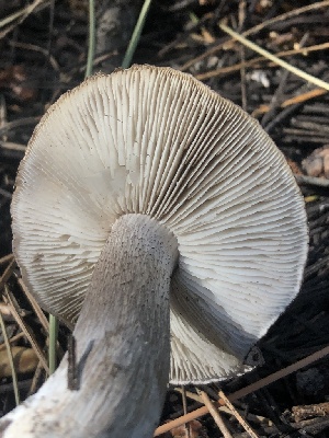  ( - HAY-F-006994)  @11 [ ] by-nc (2023) Dean Lyons Fungal Diversity Survey