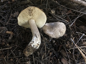  (Tricholoma sp. olivaceotinctum-PNW13 - HAY-F-006994)  @11 [ ] by-nc (2023) Dean Lyons Fungal Diversity Survey