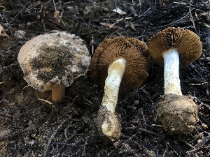  ( - HAY-F-006995)  @11 [ ] by-nc (2023) Dean Lyons Fungal Diversity Survey