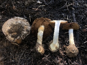  ( - HAY-F-006995)  @11 [ ] by-nc (2023) Dean Lyons Fungal Diversity Survey