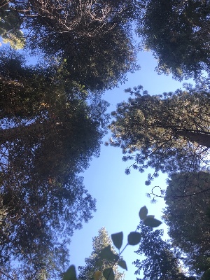  ( - HAY-F-006995)  @11 [ ] by-nc (2023) Dean Lyons Fungal Diversity Survey
