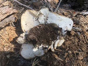  (Picipes sp. submelanopus-CA01 - HAY-F-007038)  @11 [ ] by-nc (2023) Dean Lyons Fungal Diversity Survey