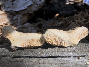  (Lactarius crassus - HAY-F-007000)  @11 [ ] by-nc (2023) Dean Lyons Fungal Diversity Survey