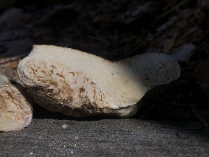  ( - HAY-F-007000)  @11 [ ] by-nc (2023) Dean Lyons Fungal Diversity Survey