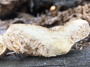  ( - HAY-F-007000)  @11 [ ] by-nc (2023) Dean Lyons Fungal Diversity Survey