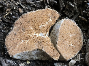 ( - HAY-F-007001)  @11 [ ] by-nc (2023) Dean Lyons Fungal Diversity Survey