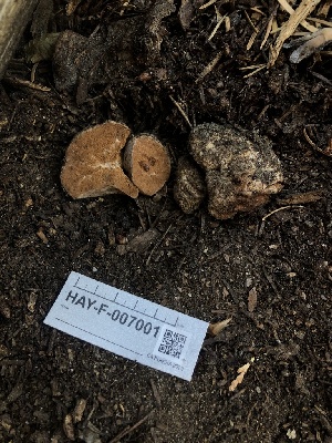  ( - HAY-F-007001)  @11 [ ] by-nc (2023) Dean Lyons Fungal Diversity Survey
