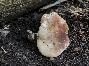  (Leucopaxillus sp. gentianus-PNW02 - HAY-F-007002)  @11 [ ] by-nc (2023) Dean Lyons Fungal Diversity Survey