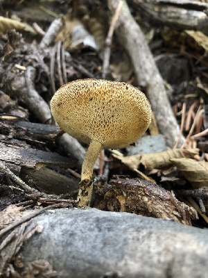  ( - HAY-F-007004)  @11 [ ] by-nc (2023) Dean Lyons Fungal Diversity Survey