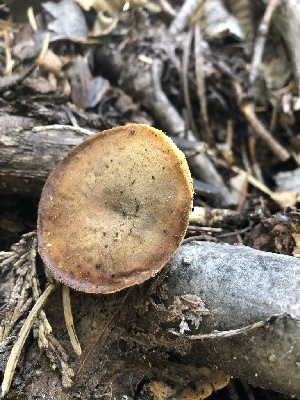  ( - HAY-F-007004)  @11 [ ] by-nc (2023) Dean Lyons Fungal Diversity Survey