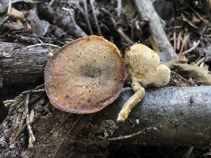  ( - HAY-F-007004)  @11 [ ] by-nc (2023) Dean Lyons Fungal Diversity Survey
