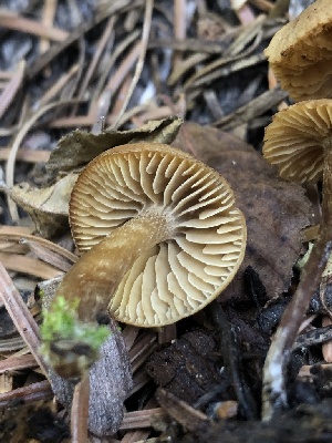  ( - HAY-F-007037)  @11 [ ] by-nc (2023) Dean Lyons Fungal Diversity Survey