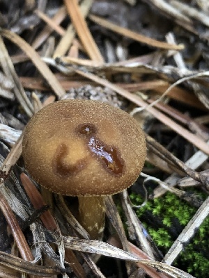  ( - HAY-F-007037)  @11 [ ] by-nc (2023) Dean Lyons Fungal Diversity Survey