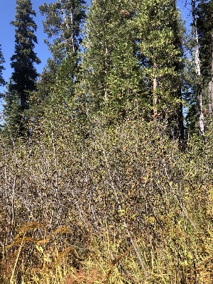  ( - HAY-F-007006)  @11 [ ] by-nc (2023) Dean Lyons Fungal Diversity Survey