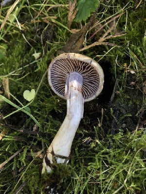  ( - HAY-F-007007)  @11 [ ] by-nc (2023) Dean Lyons Fungal Diversity Survey
