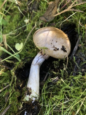  ( - HAY-F-007007)  @11 [ ] by-nc (2023) Dean Lyons Fungal Diversity Survey