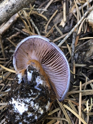 (Cortinarius sp. CA39 - HAY-F-007008)  @11 [ ] by-nc (2023) Dean Lyons Fungal Diversity Survey
