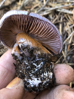 ( - HAY-F-007008)  @11 [ ] by-nc (2023) Dean Lyons Fungal Diversity Survey