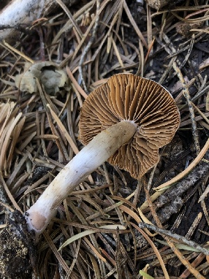  ( - HAY-F-007009)  @11 [ ] by-nc (2023) Dean Lyons Fungal Diversity Survey