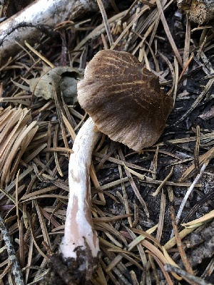 ( - HAY-F-007009)  @11 [ ] by-nc (2023) Dean Lyons Fungal Diversity Survey