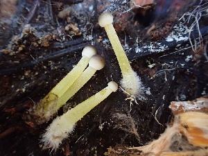  (Mycena viscosa - HAY-F-006998)  @11 [ ] by-nc (2023) Dean Lyons Fungal Diversity Survey