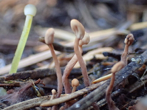  (Heyderia sp. PNW01 - HAY-F-006999)  @11 [ ] by-nc (2023) Dean Lyons Fungal Diversity Survey