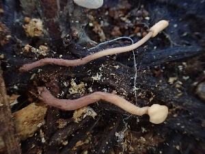  ( - HAY-F-006999)  @11 [ ] by-nc (2023) Dean Lyons Fungal Diversity Survey
