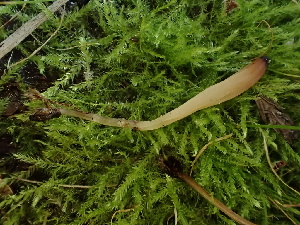  ( - HAY-F-007005)  @11 [ ] by-nc (2023) Dean Lyons Fungal Diversity Survey