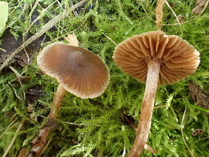  ( - HAY-F-007006)  @11 [ ] by-nc (2023) Dean Lyons Fungal Diversity Survey