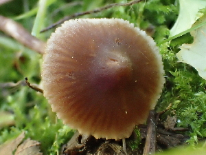  ( - HAY-F-007006)  @11 [ ] by-nc (2023) Dean Lyons Fungal Diversity Survey