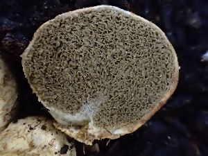 ( - HAY-F-007010)  @11 [ ] by-nc (2023) Dean Lyons Fungal Diversity Survey