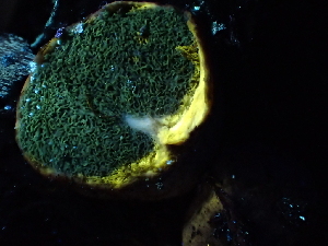  ( - HAY-F-007010)  @11 [ ] by-nc (2023) Dean Lyons Fungal Diversity Survey