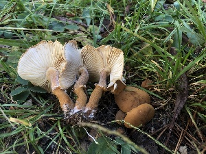  ( - HAY-F-007035)  @11 [ ] by-nc (2023) Dean Lyons Fungal Diversity Survey