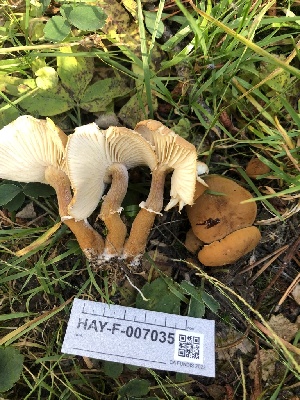  ( - HAY-F-007035)  @11 [ ] by-nc (2023) Dean Lyons Fungal Diversity Survey