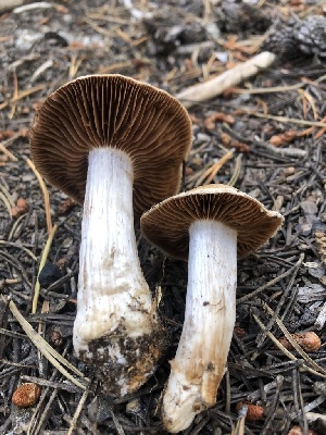  ( - HAY-F-007018)  @11 [ ] by-nc (2023) Dean Lyons Fungal Diversity Survey