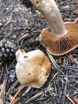  ( - HAY-F-007018)  @11 [ ] by-nc (2023) Dean Lyons Fungal Diversity Survey