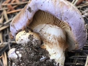  ( - HAY-F-007022)  @11 [ ] by-nc (2023) Dean Lyons Fungal Diversity Survey