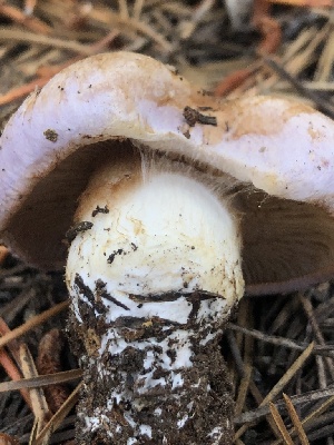  ( - HAY-F-007022)  @11 [ ] by-nc (2023) Dean Lyons Fungal Diversity Survey