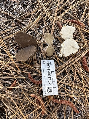  (Rhizopogonaceae - HAY-F-001752)  @11 [ ] by-nc (2023) Bat Vardeh Fungal Diversity Survey