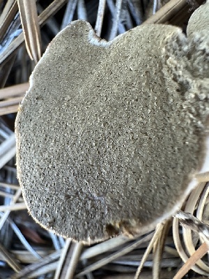  ( - HAY-F-001752)  @11 [ ] by-nc (2023) Bat Vardeh Fungal Diversity Survey