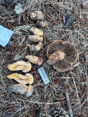 (Chroogomphus pseudovinicolor - HAY-F-001707)  @11 [ ] by-nc (2023) Bat Vardeh Fungal Diversity Survey