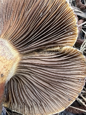  ( - HAY-F-001707)  @11 [ ] by-nc (2023) Bat Vardeh Fungal Diversity Survey