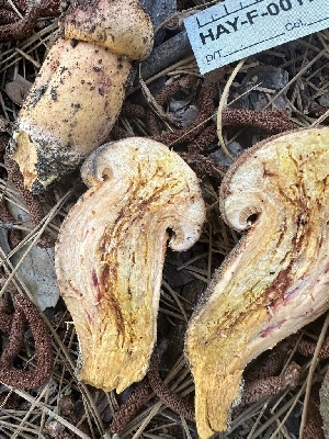  ( - HAY-F-001707)  @11 [ ] by-nc (2023) Bat Vardeh Fungal Diversity Survey